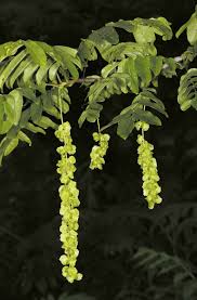 Attēlu rezultāti vaicājumam “Pterocarya fraxinifolia male flower”