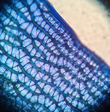 Attēlu rezultāti vaicājumam “Pylaisia polyantha sporophyte”