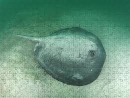 Image result for Styracura pacifica