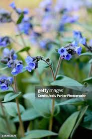 Image result for Pulmonaria officinalis