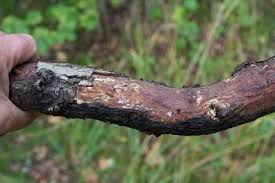 Attēlu rezultāti vaicājumam “Vuilleminia comedens”