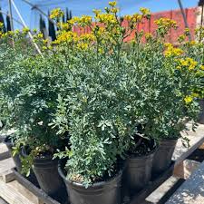 Image result for Ruta graveolens