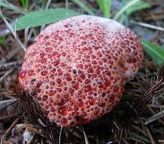 Attēlu rezultāti vaicājumam “Hydnellum ferrugineum”