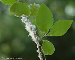 Attēlu rezultāti vaicājumam “Prociphilus xylostei”