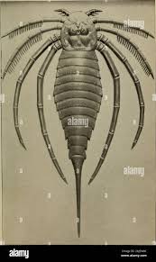 Attēlu rezultāti vaicājumam “Endoceras”