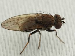 Attēlu rezultāti vaicājumam “Brachycera”