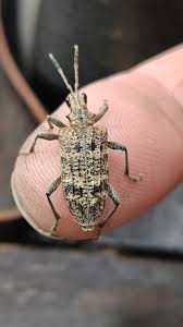 Attēlu rezultāti vaicājumam “Rhagium inquisitor”