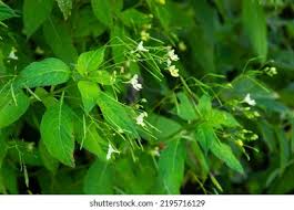 Attēlu rezultāti vaicājumam “Impatiens parviflora leaf”