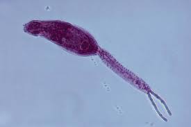 Attēlu rezultāti vaicājumam “Cystiphora sanguinea larva”