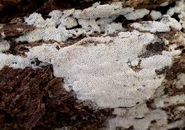 Attēlu rezultāti vaicājumam “Ceriporia viridans”