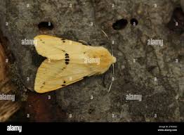 Attēlu rezultāti vaicājumam “Spilosoma lutea larva”