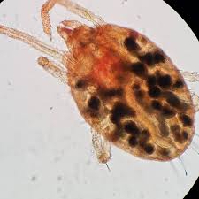 Attēlu rezultāti vaicājumam “Acari”