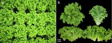 Attēlu rezultāti vaicājumam “Lactuca sativa”