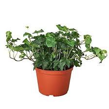 Attēlu rezultāti vaicājumam “Hedera helix”