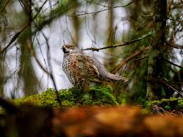 Attēlu rezultāti vaicājumam “Tetrastes bonasia female”