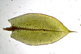 Attēlu rezultāti vaicājumam “Mnium”