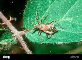 Attēlu rezultāti vaicājumam “Himacerus apterus”