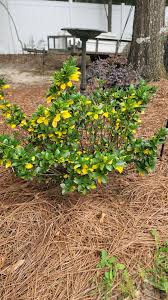 Attēlu rezultāti vaicājumam “Telekia speciosa bud”
