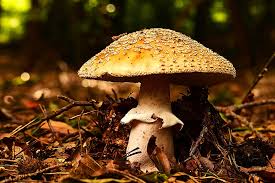 Attēlu rezultāti vaicājumam “Amanita”