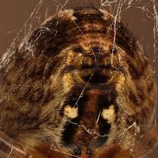 Attēlu rezultāti vaicājumam “Araneus diadematus juvenile”
