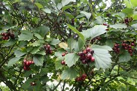 Attēlu rezultāti vaicājumam “Crataegus douglasii”