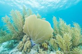 Attēlu rezultāti vaicājumam “Tubifera applanata”