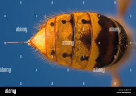 Attēlu rezultāti vaicājumam “Vespa crabro”