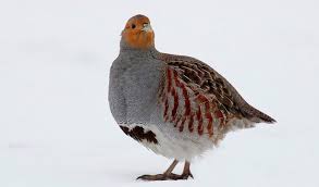 Attēlu rezultāti vaicājumam “Perdix perdix”