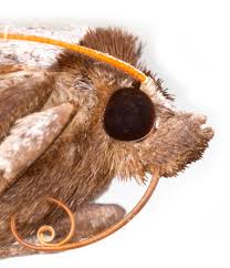 Attēlu rezultāti vaicājumam “Lygephila viciae”