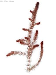 Attēlu rezultāti vaicājumam “Myriophyllum alterniflorum”