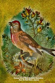 Attēlu rezultāti vaicājumam “Carduelis cannabina”