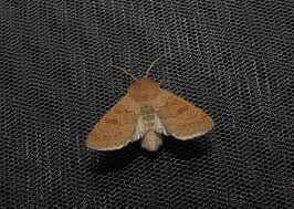 Attēlu rezultāti vaicājumam “Orthosia miniosa”