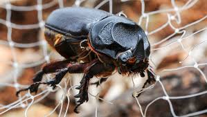 Image result for Rhinoptera brasiliensis