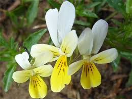 Attēlu rezultāti vaicājumam “Viola tricolor subsp. curtisii flower”