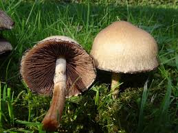 Attēlu rezultāti vaicājumam “Psathyrella lacrymabunda”