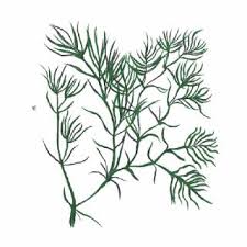 Attēlu rezultāti vaicājumam “Najas tenuissima”