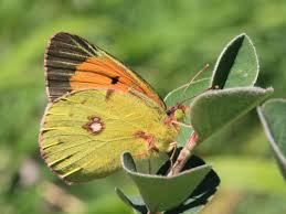 Attēlu rezultāti vaicājumam “Colias croceus underside”