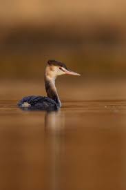 Attēlu rezultāti vaicājumam “Podiceps cristatus”