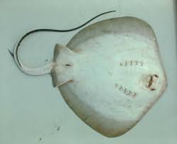 Image result for Hypanus say