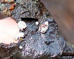 Attēlu rezultāti vaicājumam “Diderma hemisphaericum”