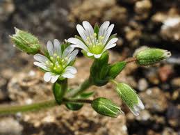 Attēlu rezultāti vaicājumam “Cerastium holosteoides flower”
