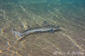 Image result for Mustelus mustelus