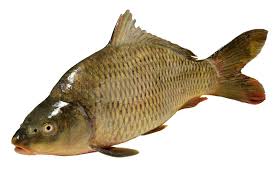 Image result for Cyprinus carpio