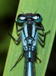 Attēlu rezultāti vaicājumam “Enallagma cyathigerum male”