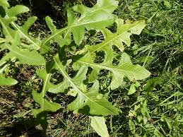 Attēlu rezultāti vaicājumam “Sonchus arvensis subsp. uliginosus”