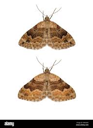 Attēlu rezultāti vaicājumam “Xanthorhoe quadrifasiata”