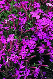 Image result for Silene schafta