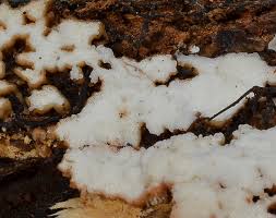 Attēlu rezultāti vaicājumam “Skeletocutis stellae”