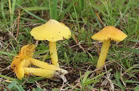 Attēlu rezultāti vaicājumam “Hygrocybe acutoconica”