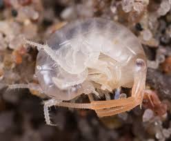 Attēlu rezultāti vaicājumam “Talitrus saltator”